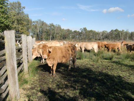 De Peel : Kühe im Naturschutzgebiet Mariapeel